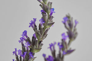 LINALOOL: A STUDY